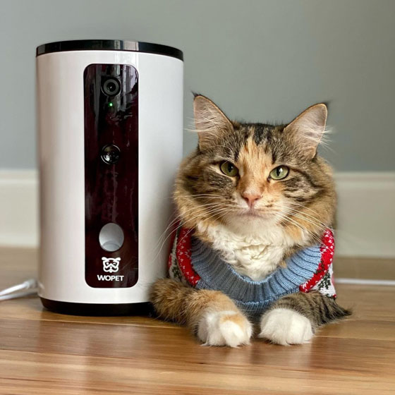 Pet23